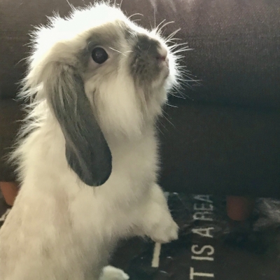 KUUMA(ｸｳﾏ) 我が家のもふもふ家族