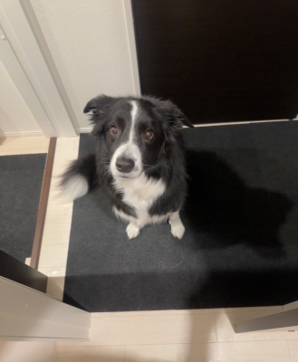 ATSUMU（ｱﾂﾑ） トイレ前で張り込む犬