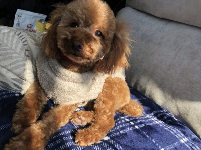ASUMURA(ｱｽﾑﾗ) 昔の美容院後のいぬう🐶