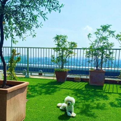TAIKI(ﾀｲｷ) 実家の犬の成長