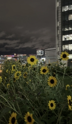 HIROTO(ヒロト) 見納め🌻