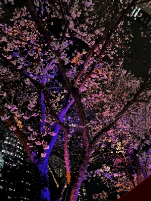 AYUTO(ｱﾕﾄ) 妖艶な桜もいいね