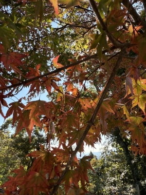 ARASHI(ｱﾗｼ) 【作詞:アラシ】