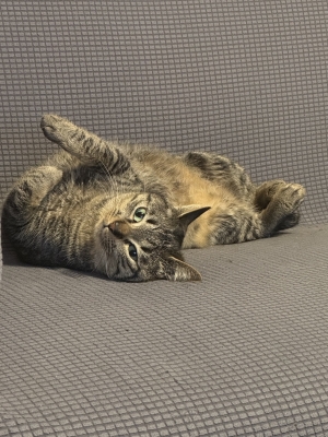 HYO(ﾋｮｳ) ゴロン🐱