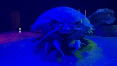 KAREN(ｶﾚﾝ) DNA