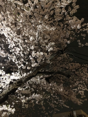 TEN(ﾃﾝ) 夜桜