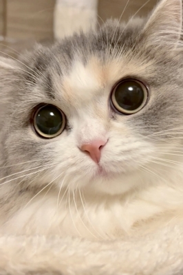 KENTO (ｹﾝﾄ) ❣️