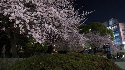 MAI(ﾏｲ) 桜