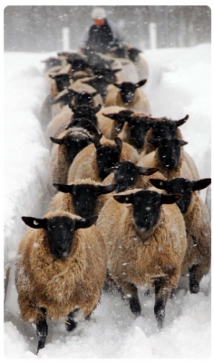 AISA(ｱｲｻ) 士別サフォーク🐑