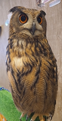 LEO(ﾚｵ) 動物カフェっ🦉