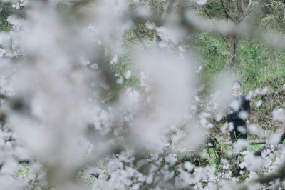 YUUSUKE(ユウスケ) 桜咲く