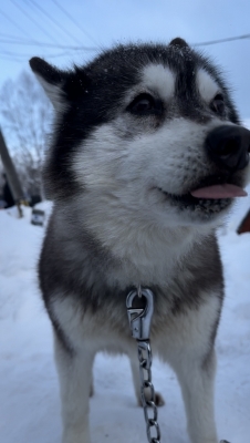 SOA(ｿｱ) 実家帰省中〜🐕❄️