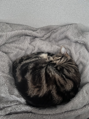 RYOTO(ﾘｮｳﾄ) #134 猫クッション