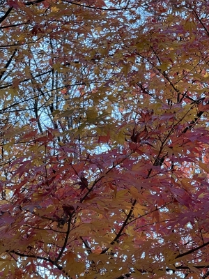 MINORI(ミノリ) 紅葉と首絞め