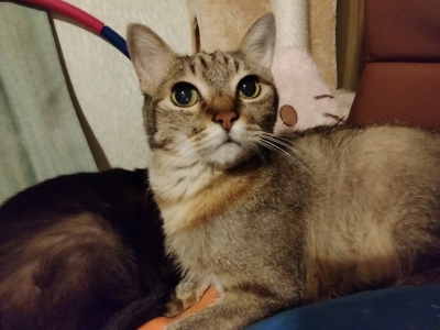 AMANE(ｱﾏﾈ) にゃんこぉ