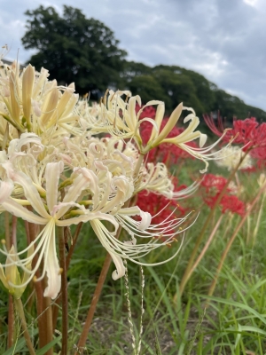 MITO(ﾐﾄ) 1番好きな花