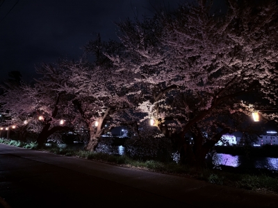 RYOICHIRO(ﾘｮｳｲﾁﾛｳ) 夜桜