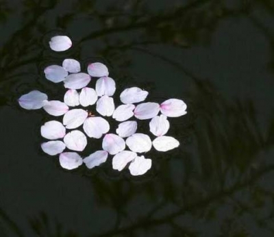 SASARA(ｻｻﾗ) 水面に揺れる桜の花びら