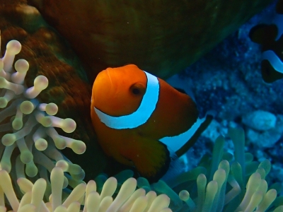 TOBARI(ﾄﾊﾞﾘ) カクレクマノミ🐠