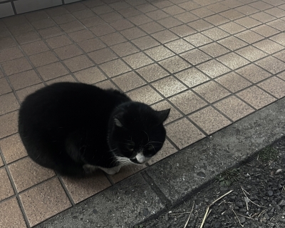 MASH(ﾏｯｼｭ) ねこ。