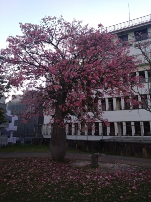 TAKEMICHI(ﾀｹﾐﾁ) トックリキワタ