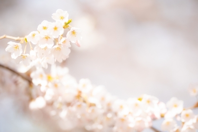 MINASE(ﾐﾅｾ) 桜
