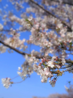 KONOSUKE(ｺｳﾉｽｹ) お花見した？ 桜の時期もじきに終わるよ