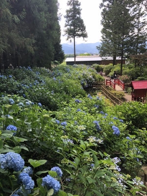 YAK(ヤク) 紫陽花3