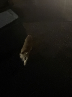 MASH(マッシュ) 旅猫。