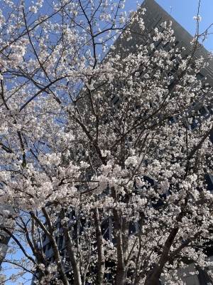 MINORI(ﾐﾉﾘ) 意味合いと解釈の遷移