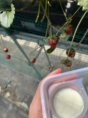 LUNO（ﾙﾉ） お腹いっぱいにフルーツ