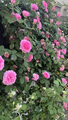 ROSÈ(ロゼ) またっ…?!公式LINE停止のお知らせ