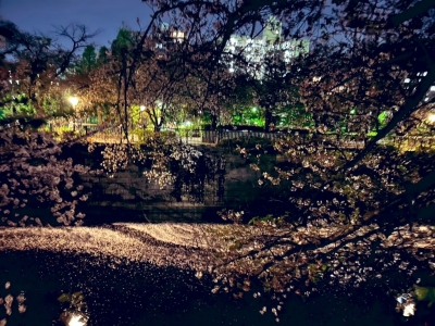 ITO(ｲﾄ) 夜桜