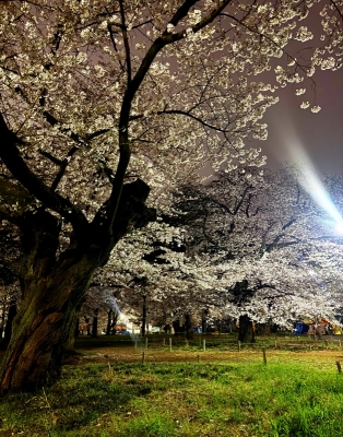 TAKAYA（ﾀｶﾔ） 夜桜