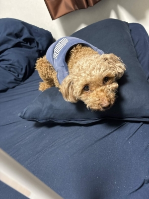 ASUMURA(アスムラ) あすむらの愛犬披露!