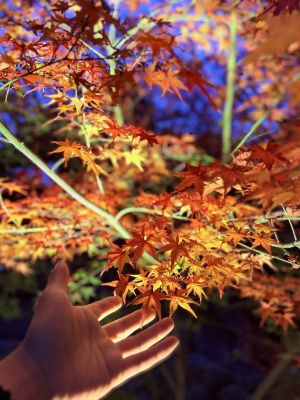 KENJI(ｹﾝｼﾞ) 秋の色に包まれて🍁