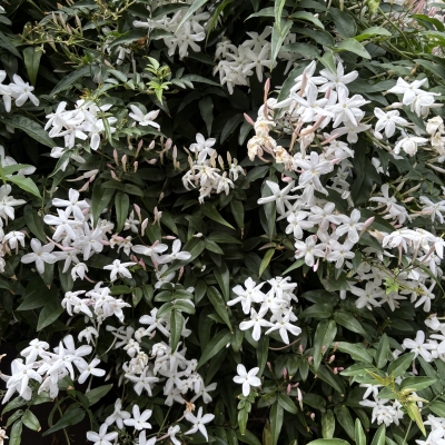 SOUP(ｽｰﾌﾟ) はな