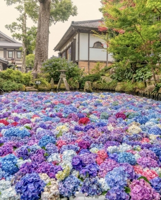 REO (ﾚｵ) 紫陽花✨