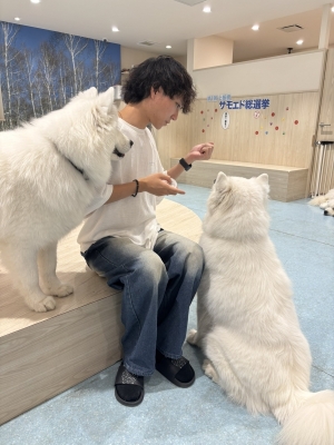 AZUMA（ｱｽﾞﾏ） サモエド