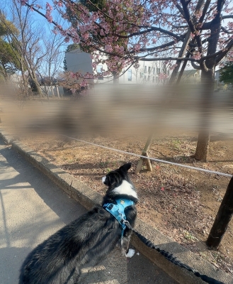 ATSUMU（ｱﾂﾑ） 冬のまたね