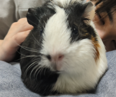 HASUMI(ﾊｽﾐ) 動物は天使