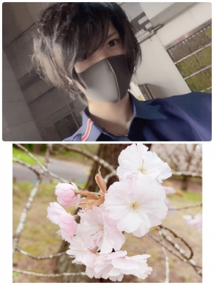 MAFUYU（ﾏﾌﾕ） 八重桜とは…(灬ˇωˇ 灬)