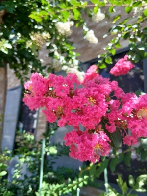 TOUYA(ﾄｳﾔ) この花なんだろう？