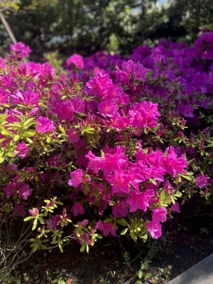 AKUTO(ｱｸﾄ) 花