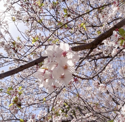 YUMEYA（ﾕﾒﾔ） 桜