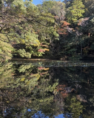 MASH(ﾏｯｼｭ) 紅葉と水面の反射が綺麗過ぎた、