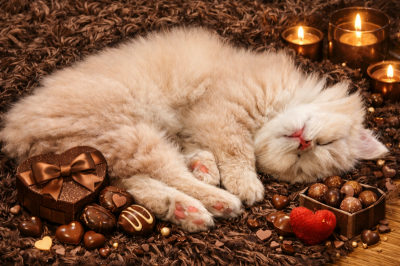 BOSS(ﾎﾞｽ) (^ට ‧̫ ට^)੭