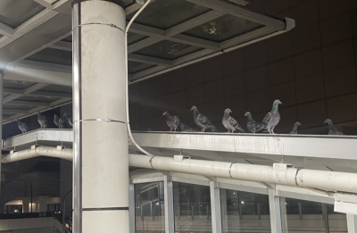 JOE(ｼﾞｮｰ) ハトの習性