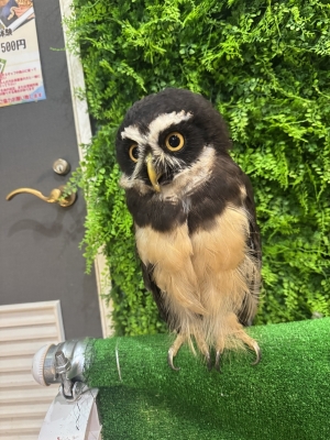 HYO(ﾋｮｳ) ふれあいカフェ行ってきた𓅫⸒⸒