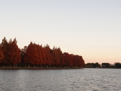 MASH(ﾏｯｼｭ) 紅葉ってすき